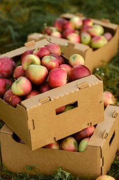 Red apples in cardboard boxes on the ground in an apple orchard.