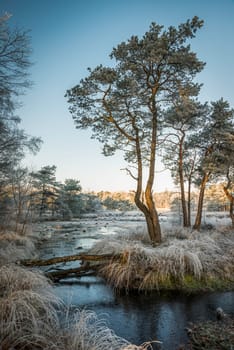 winter landscape in the dutch forest of Goirle with frozenw ater and ice on the grass and trees