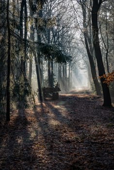sunlight with sunbeams in the morning and old wooden car in the foothpath in winter forest with ice and trees