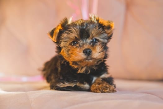 Little Yorkshire Terrier puppy on sunny beige background