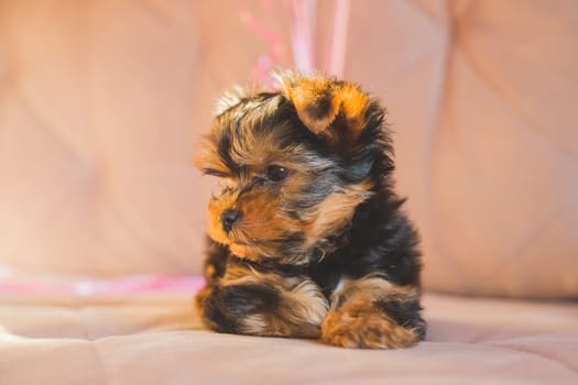 Little Yorkshire Terrier puppy on sunny beige background