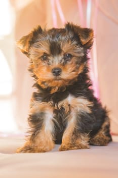 Little Yorkshire Terrier puppy on sunny beige background