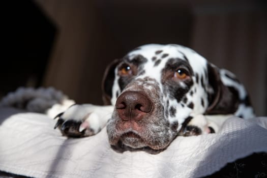Dalmatian dog lying on her back with paws up wishing for a tummy rub. Dog in bed resting and yawning among pillows