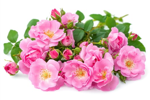 A collection of fresh pink roses rests on a white surface, highlighting their soft petals and lush green leaves, perfect for floral decor or gifting.