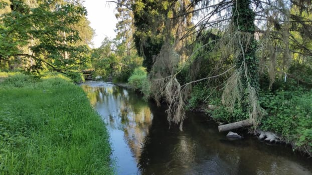 Calm Stream near Seattle, Washington, Pacific Northwest . High quality photo