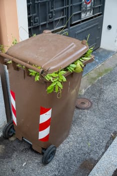 Cremona, Lombardy, Italy October 15th 2024 A brown wheelie bin overflowing with green garden waste is standing on the street