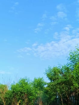Trees with blue sky background. Green Leaves of trees shined by the sunlight shows its true color.