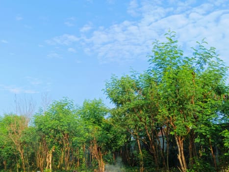 Trees with blue sky background. Green Leaves of trees shined by the sunlight shows its true color.