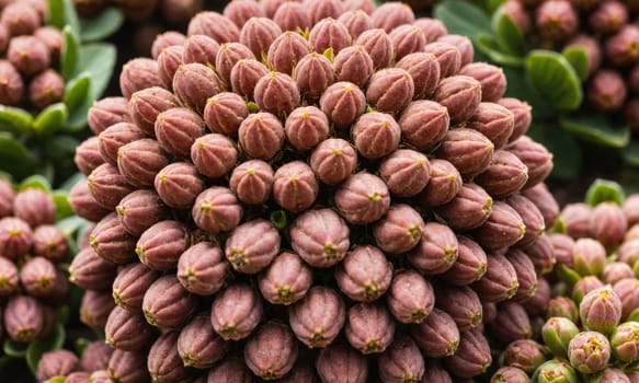 A tight cluster of pink flower buds, each one slightly elongated and rounded, is in focus. The buds are arranged in a circular pattern, and their surface texture is slightly rough