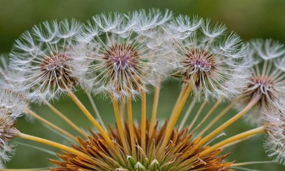 A close-up image of a dandelion flower with multiple seed heads, each with white, feathery seeds ready to be carried away by the wind
