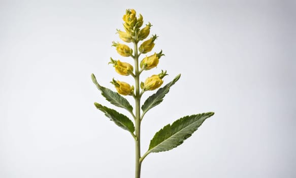 A single stem of yellow flowers with green leaves. The flowers are tightly clustered, creating a small bouquet. The leaves are thin and elongated with a smooth texture