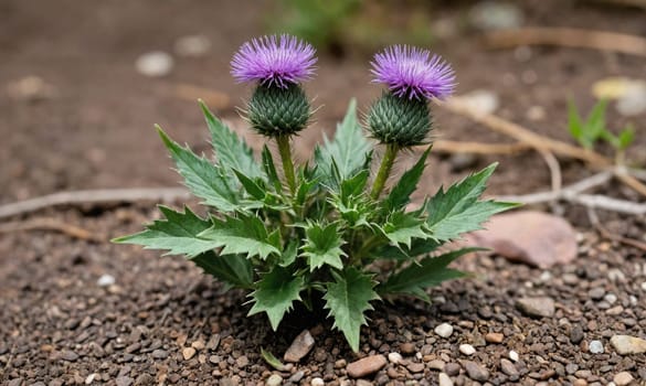 A plant with two purple thistle flowers grows out of a bed of gravel.