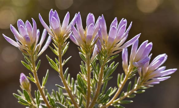 A cluster of purple flowers with delicate, narrow petals bloom in the sunlight. The flowers are grouped together on thin, green stems.