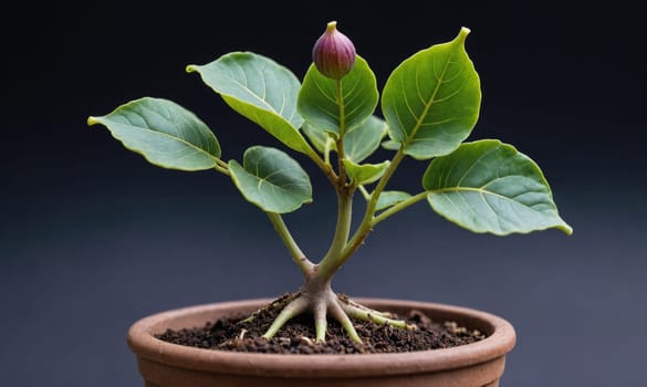 A small fig tree with green leaves and a single fig growing from the top in a terracotta pot. The pot is filled with dark soil and the roots of the tree are visible at the base