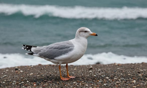 A white and gray seagull with black markings on its wings stands on a beach covered in small, dark pebbles. The ocean, with white capped waves, can be seen in the background.