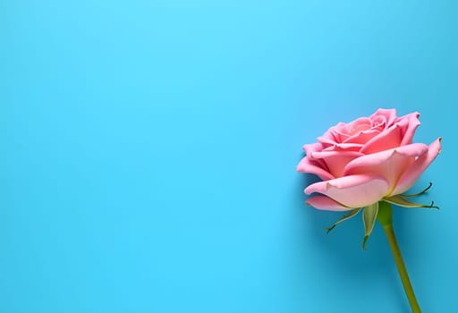 A delicate pink rose in full bloom set against a soft blue background, creating a charming contrast. Ideal for romantic and floral-themed projects