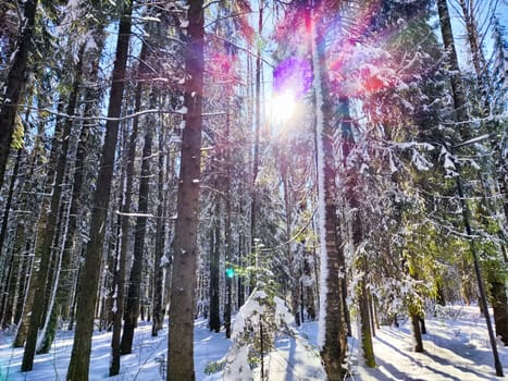 Winter Panorama in Snowy Forest With Sun Flare. Sunlight pierces through snow-laden trees in a tranquil forest
