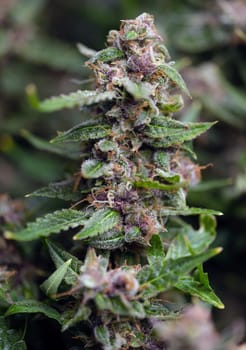 A detailed and closeup view of vibrant cannabis buds paired with lush green leaves adorned with stunning purple hues