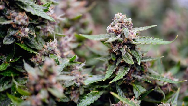 A detailed and captivating view showcasing vibrant cannabis flower buds, surrounded by lush, rich green leaves