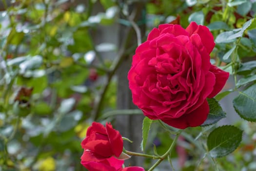 A close-up image of a vibrant red rose in full bloom, set against a background of green leaves. The sunlight enhances the rich color of the petals, offering a fresh and natural view of garden flowers.