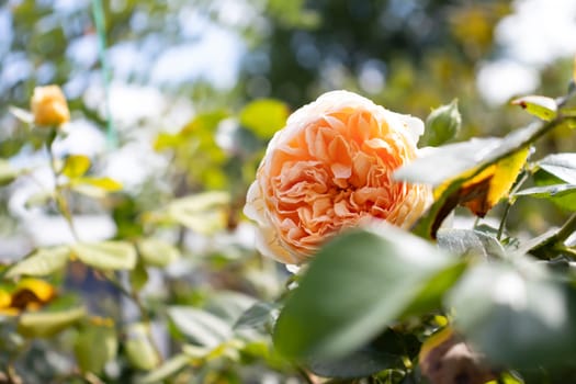 A beautiful yellow rose blooms brightly in a garden, surrounded by green leaves. The natural sunlight enhances the vivid colors of the petals, providing a serene and peaceful view of this summer flower.