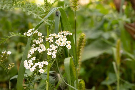 This image captures delicate white wildflowers set against a backdrop of green foliage. The natural scene provides a close look at the plants with detailed flowers blooming, enhancing the beauty of a wild garden or meadow.