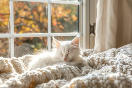 Fluffy white kitten rests on a plush blanket by a sunlit window. warm natural light enhances the soft, inviting atmosphere, offering tranquility and a perfect touch for home decor or greeting cards.