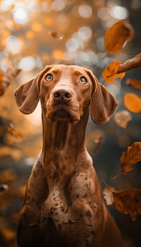 Vizsla with a glowing rust-colored coat stands amidst autumn leaves, capturing the essence of an adventurous fall day. perfect for print, cards, or posters, the warm light emphasizes the dog's sleek, elegant appearance.