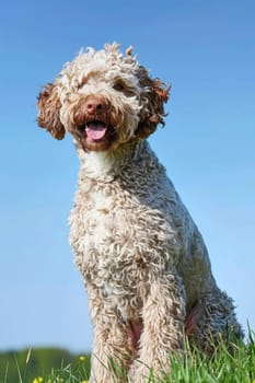 Lagotto romagnolo with a curly, textured coat sits on a grassy hill under a bright blue sky. sunlight highlights the dog's features, creating a vibrant and joyful scene ideal for pet-themed projects.