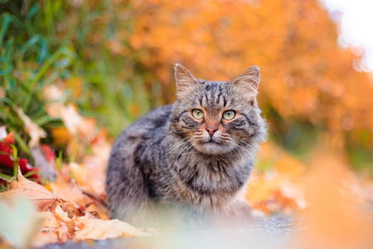 Autumn portrait of a cat. A colored cat. a pet. Photos for printed products . Autumn is golden . Animal. High quality photo