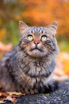 Autumn portrait of a cat. A colored cat. a pet. Photos for printed products . Autumn is golden . Animal. High quality photo