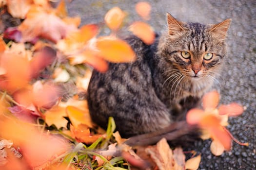 Autumn portrait of a cat. A colored cat. a pet. Photos for printed products . Autumn is golden . Animal. High quality photo