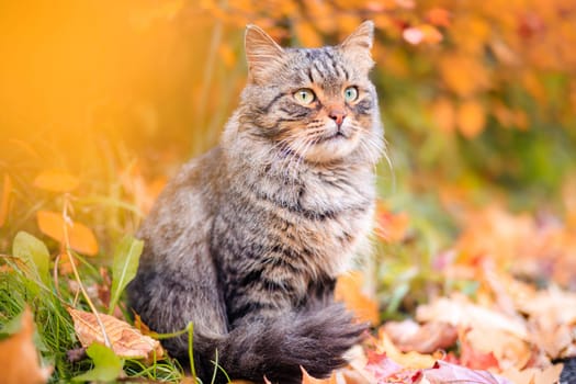 Autumn portrait of a cat. A colored cat. a pet. Photos for printed products . Autumn is golden . Animal. High quality photo