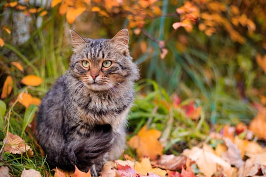 Autumn portrait of a cat. A colored cat. a pet. Photos for printed products . Autumn is golden . Animal. High quality photo