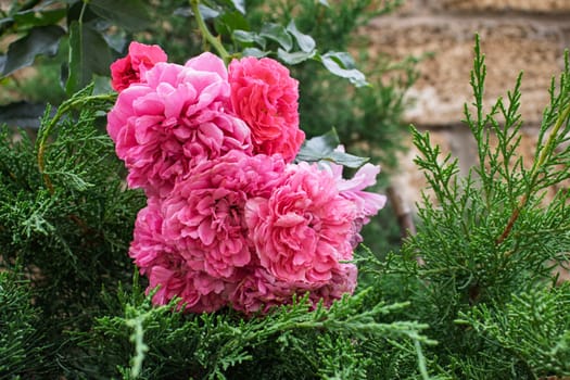 A detailed close-up of bright pink roses blooming within dense green foliage. The background showcases rich green textures and plants, enhancing the vivid color of the roses in the foreground.