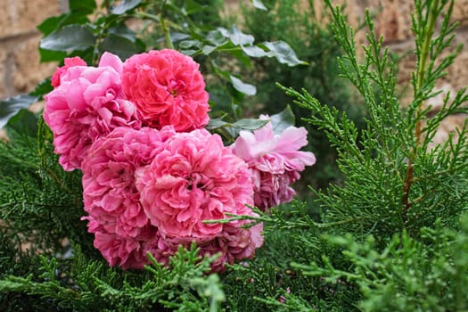 A close-up of bright pink roses set against a backdrop of lush green leaves and plants. The contrast between the vibrant flowers and the surrounding greenery makes the image visually striking.