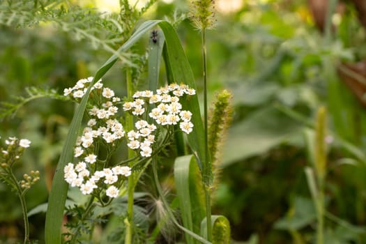 A close-up of small white flowers blooming in a field of green grasses and plants. The image captures the serene beauty of wildflowers in their natural habitat, with a soft, blurred background.