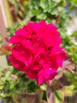 blooming pink geranium in sunlight close-up