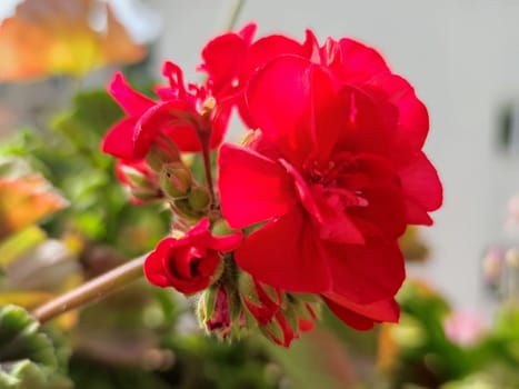 blooming red geranium in sunlight close-up