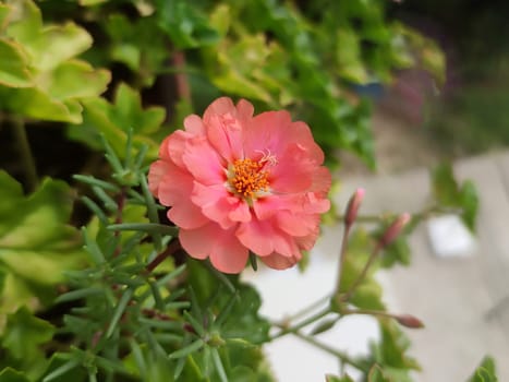 Blooming pink purslane in sunlight close-up