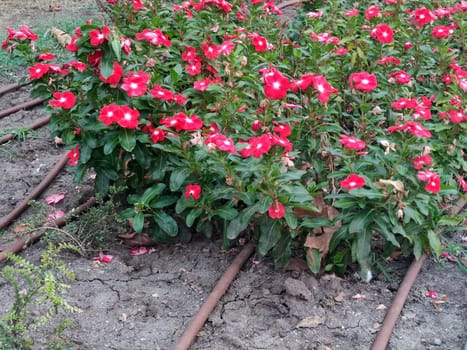 Automatic watering system on a flower bed close-up.