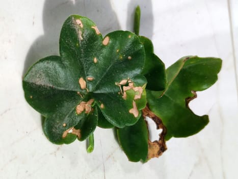 Close-up of pelargonium leaves affected by fungal infection on a white background.