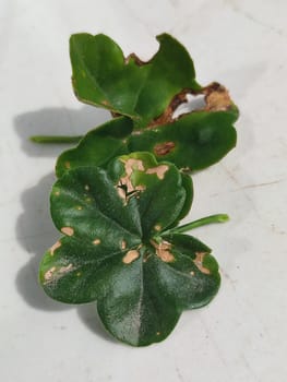 Close-up of pelargonium leaves affected by fungal infection on a white background.