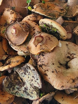 Fresh saffron mushrooms closeup for vertical mushroom background.