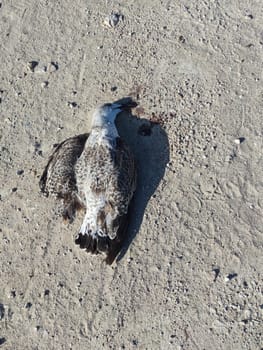 Dead sea gull on the ground in sunlight.