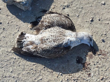 Dead Glarus chick on sand close up in sunlight.