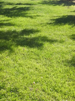 Shadows of trees on a bright green lawn on a sunny day.