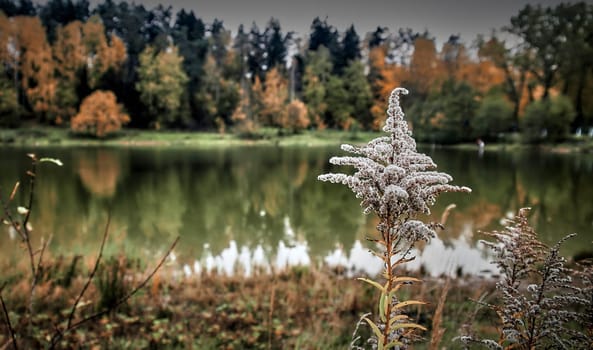 A delicate plant stands in the foreground while colorful autumn trees reflect on the calm surface of the lake.