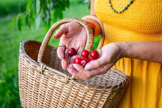 A farmer holds ripe red cherries in her open hands with a woven basket. The background shows blurred green grass on a warm, sunny spring day.