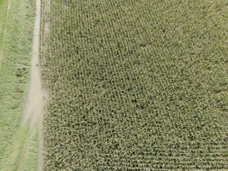 Aerial view of flooded cornfield after heavy rainfall, showing damage to crops and challenges faced by agriculture due to extreme weather and severe flooding as river swollen bursting it banks